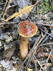 Aureoboletus betula