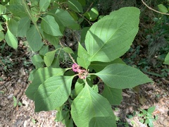 Callicarpa americana