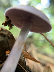 Cortinarius iodes