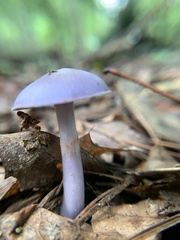 Cortinarius iodes