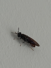 Hermetia illucens