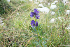 Aconitum tauricum
