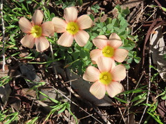 Oxalis obtusa
