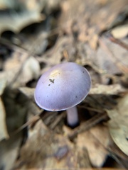 Cortinarius iodes