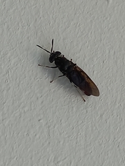 Hermetia illucens