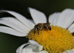 Halictus confusus