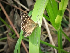 Pararge aegeria