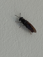 Hermetia illucens