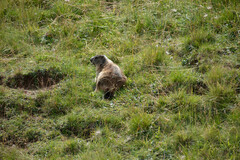 Marmota marmota