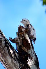 Nyctibius jamaicensis