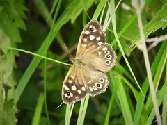 Pararge aegeria