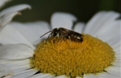 Halictus confusus