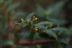 Ludwigia