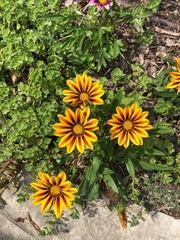 Gazania