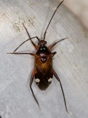 Eustictus
