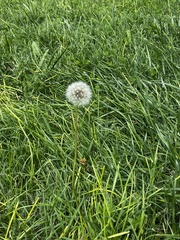 Taraxacum erythrospermum