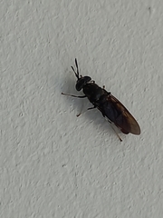 Hermetia illucens