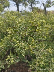 Eysenhardtia polystachya