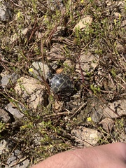 Chrysemys picta picta