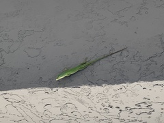 Anolis carolinensis