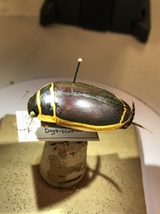 Dytiscus harrisii