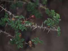 Rosa spinosissima