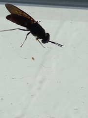 Hermetia illucens
