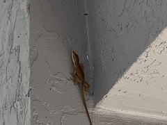 Anolis carolinensis