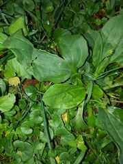 Plantago major