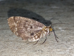 Lepidoptera