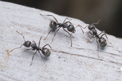 Dolichoderus thoracicus