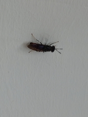 Hermetia illucens