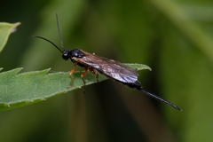 Ichneumonidae