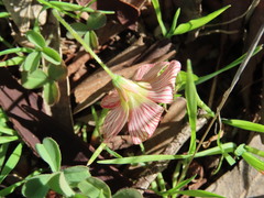 Oxalis obtusa