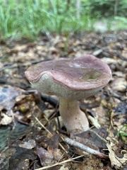 Tylopilus