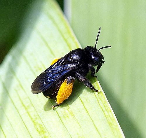 Two-spotted Longhorn Bee