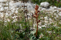 Orobanche gracilis