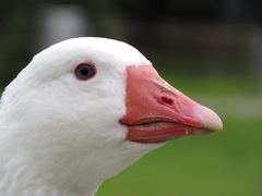 Anser anser domesticus