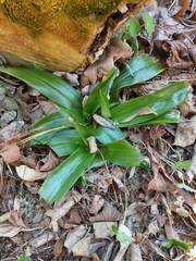 Chloraea membranacea