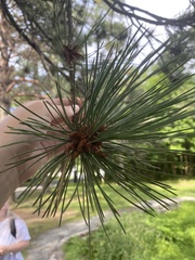 Pinus resinosa