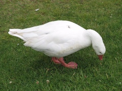 Anser anser domesticus