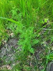 Achillea nobilis