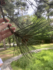 Pinus resinosa