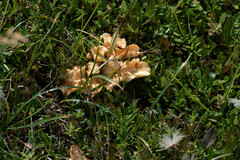 Hohenbuehelia petaloides