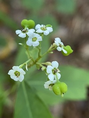 Euphorbia corollata