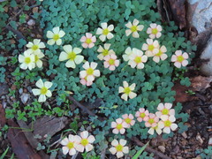 Oxalis obtusa