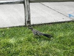 Geococcyx californianus