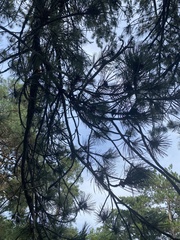 Pinus resinosa