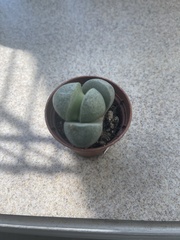 Lithops