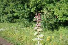 Ajuga orientalis